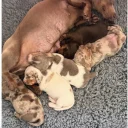 Dachshund (Miniature Smooth Haired)