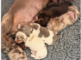 Dachshund (Miniature Smooth Haired)