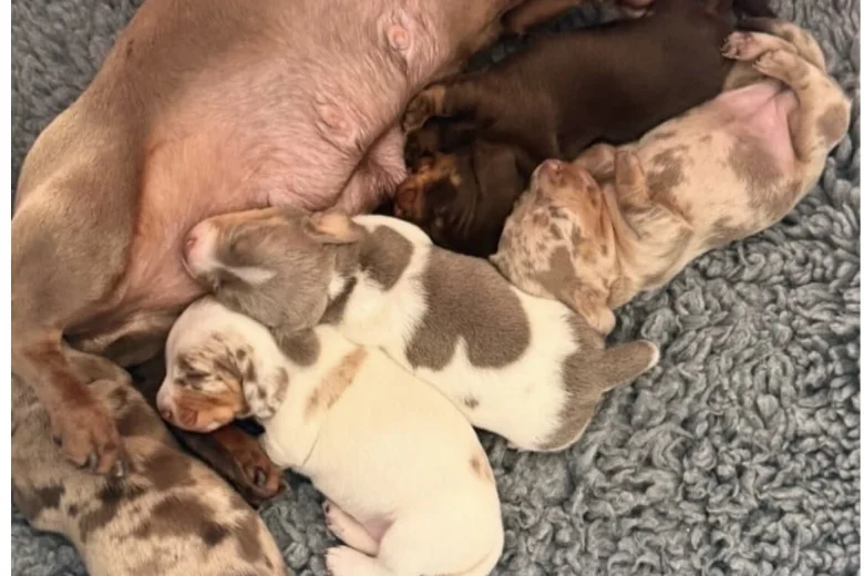 Dachshund (Miniature Smooth Haired)