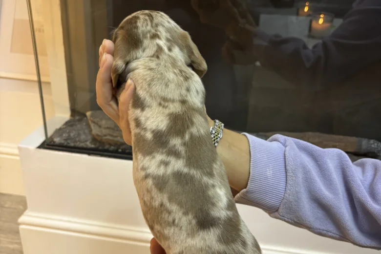 Dachshund (Miniature Smooth Haired)