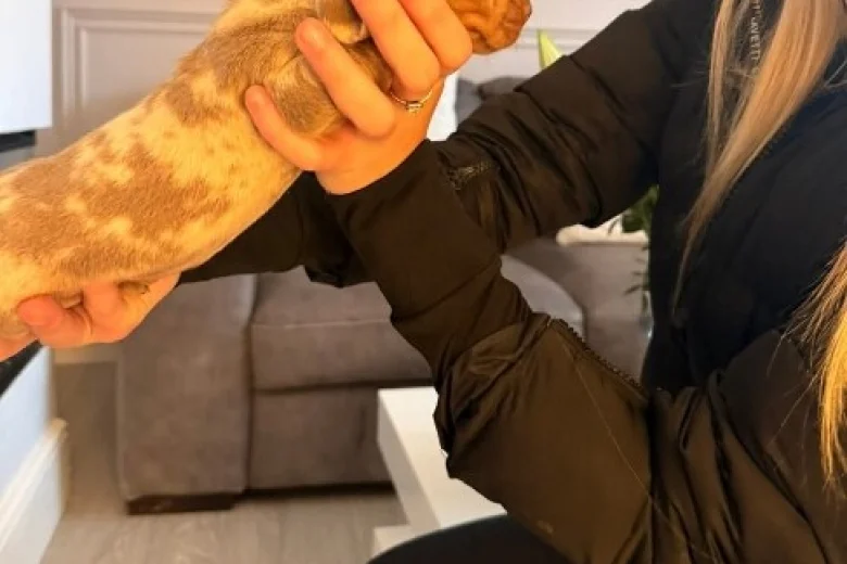 Dachshund (Miniature Smooth Haired)