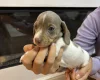 Dachshund (Miniature Smooth Haired)