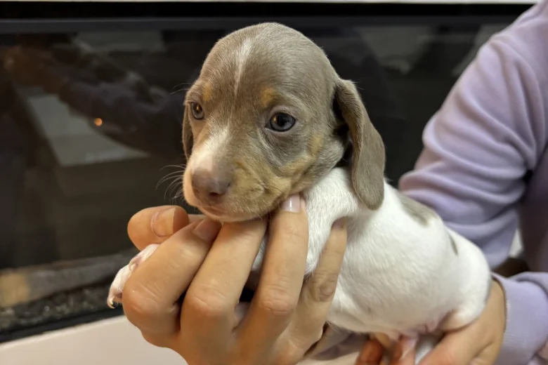 Dachshund (Miniature Smooth Haired)