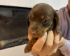Dachshund (Miniature Smooth Haired)