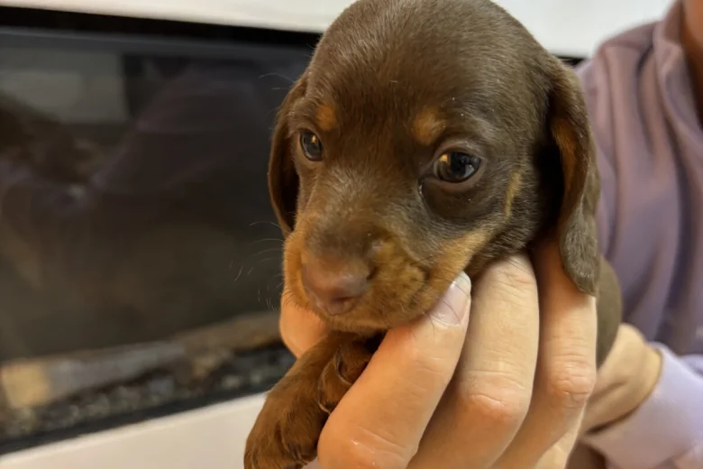 Dachshund (Miniature Smooth Haired)