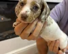 Dachshund (Miniature Smooth Haired)
