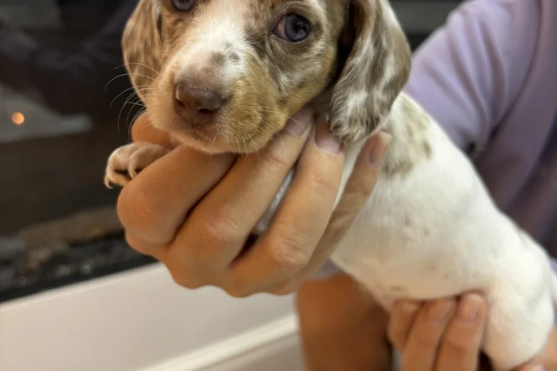 Dachshund (Miniature Smooth Haired)