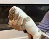 Dachshund (Miniature Smooth Haired)