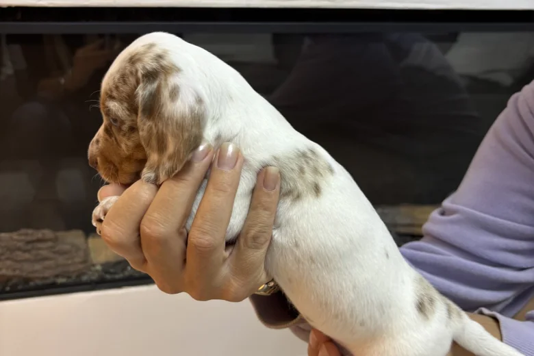 Dachshund (Miniature Smooth Haired)