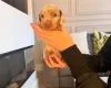 Dachshund (Miniature Smooth Haired)