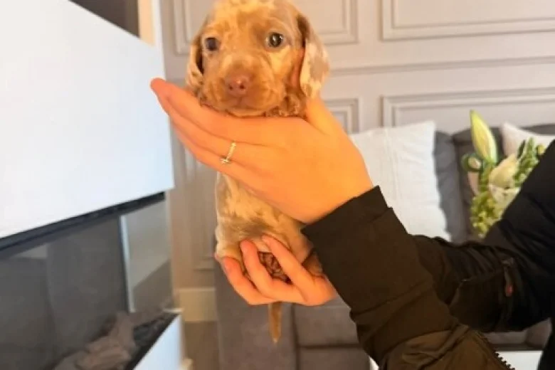 Dachshund (Miniature Smooth Haired)