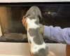 Dachshund (Miniature Smooth Haired)