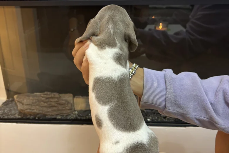 Dachshund (Miniature Smooth Haired)