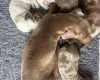 Dachshund (Miniature Smooth Haired)
