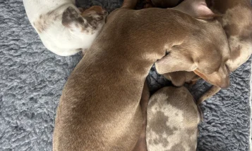Dachshund (Miniature Smooth Haired)