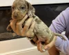 Dachshund (Miniature Smooth Haired)