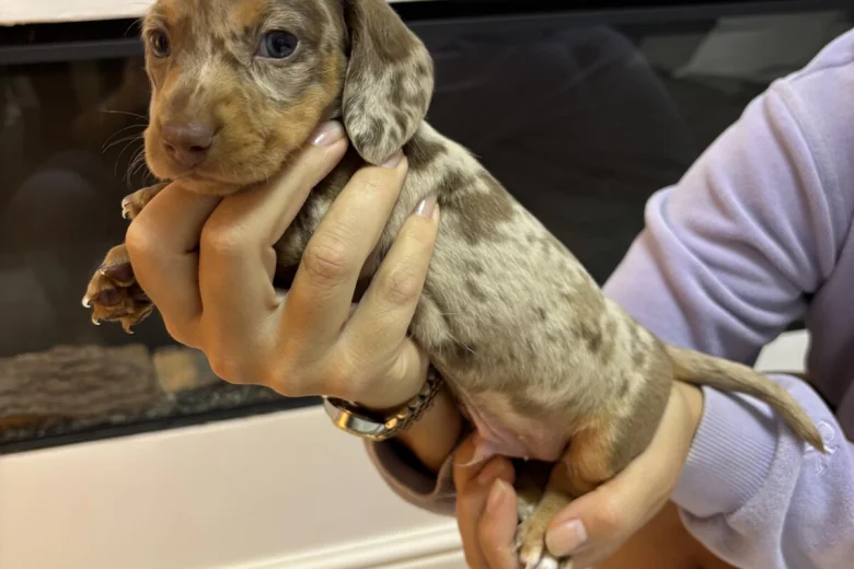Dachshund (Miniature Smooth Haired)