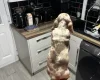Dachshund (Miniature Smooth Haired)
