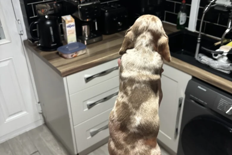 Dachshund (Miniature Smooth Haired)