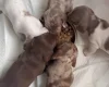 Dachshund (Miniature Smooth Haired)