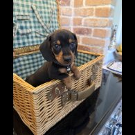 Dachshund (Miniature Smooth Haired)