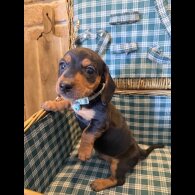 Dachshund (Miniature Smooth Haired)
