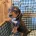 Dachshund (Miniature Smooth Haired)