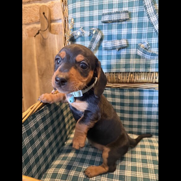 Dachshund (Miniature Smooth Haired)