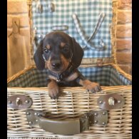Dachshund (Miniature Smooth Haired)