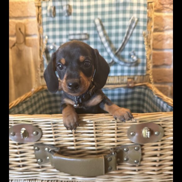 Dachshund (Miniature Smooth Haired)
