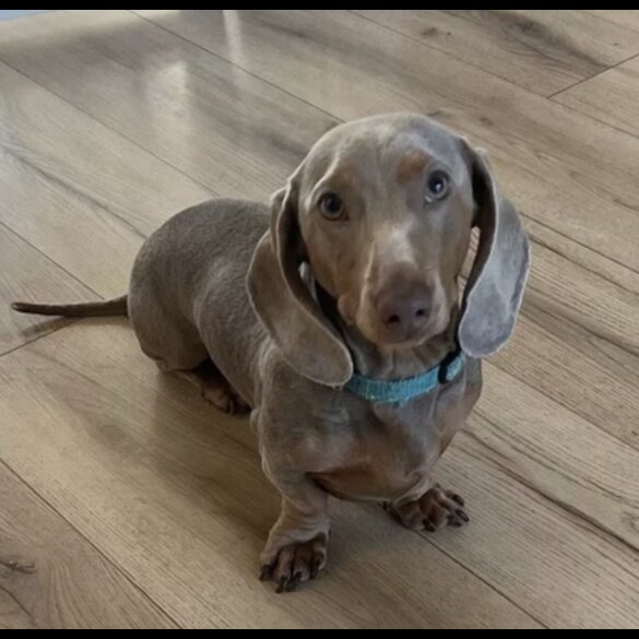 Dachshund (Miniature Smooth Haired)