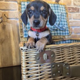 Dachshund (Miniature Smooth Haired)