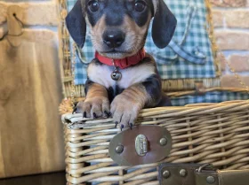 Dachshund (Miniature Smooth Haired)