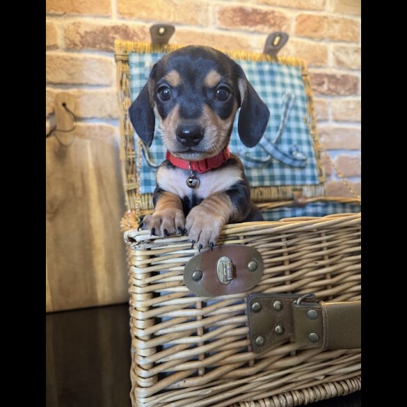 Dachshund (Miniature Smooth Haired)