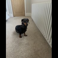 Dachshund (Miniature Smooth Haired)