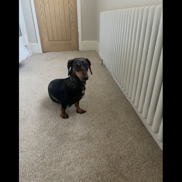 Dachshund (Miniature Smooth Haired)