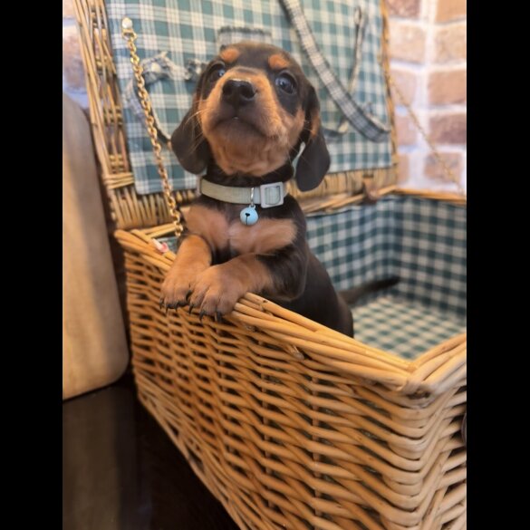 Dachshund (Miniature Smooth Haired)