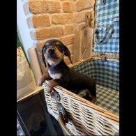 Dachshund (Miniature Smooth Haired)