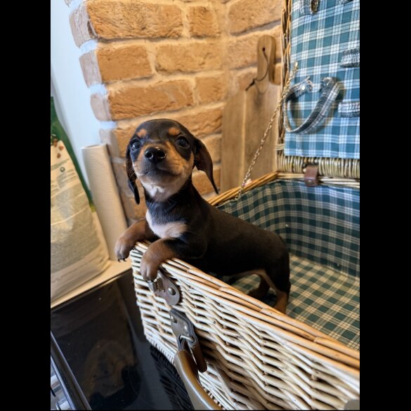 Dachshund (Miniature Smooth Haired)