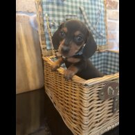 Dachshund (Miniature Smooth Haired)