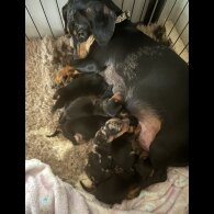 Dachshund (Miniature Smooth Haired)