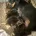 Dachshund (Miniature Smooth Haired)