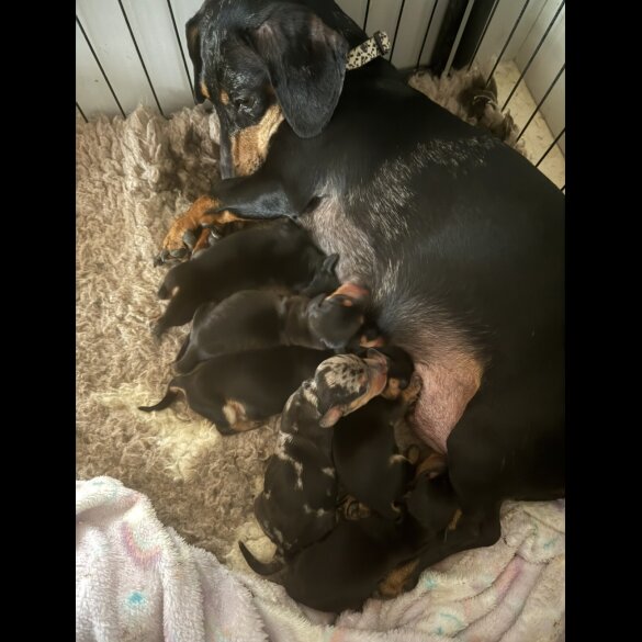 Dachshund (Miniature Smooth Haired)