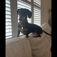 Dachshund (Miniature Smooth Haired)