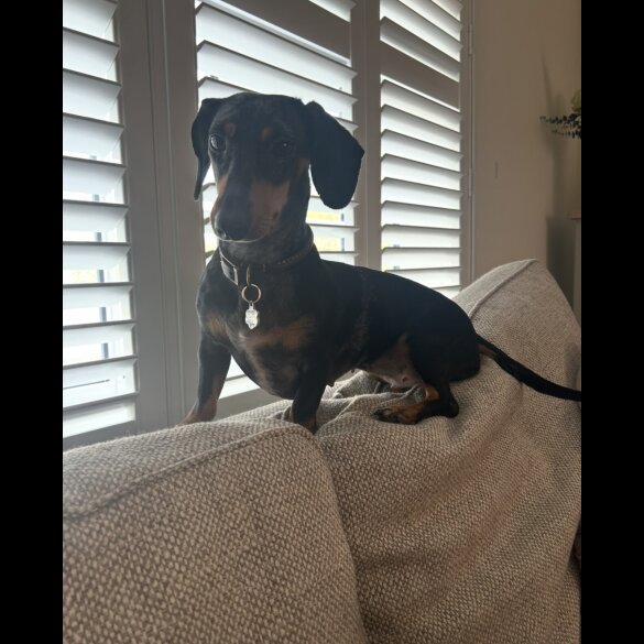 Dachshund (Miniature Smooth Haired)