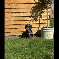 Dachshund (Miniature Smooth Haired)