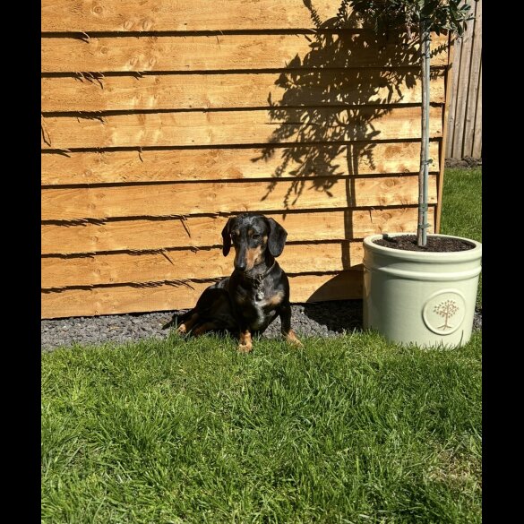 Dachshund (Miniature Smooth Haired)