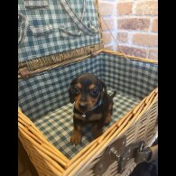 Dachshund (Miniature Smooth Haired)