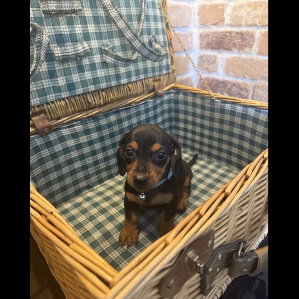 Dachshund (Miniature Smooth Haired)