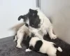 Jack Russell